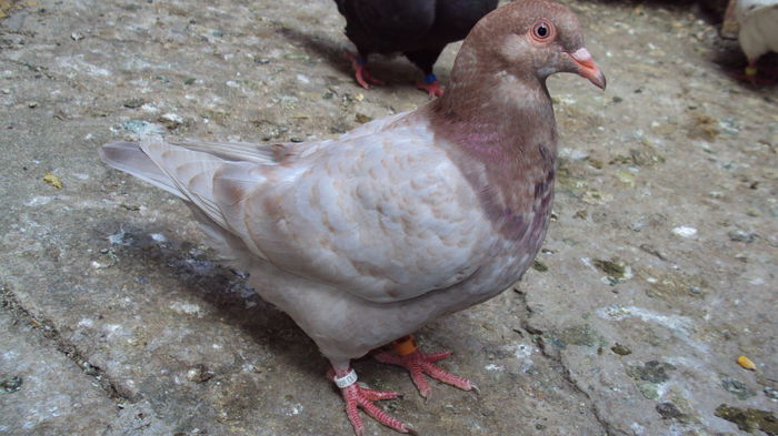 pui F seria 1 de la per.6 - 03_texan