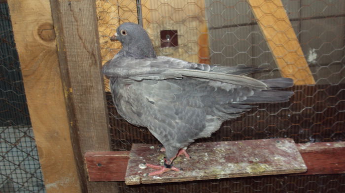 DSC07126 - 03_texan