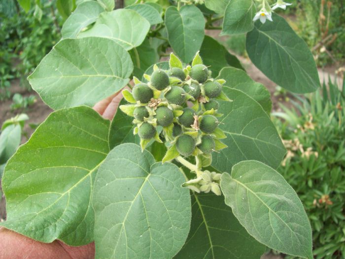 Tamarillo pitic-Solanum abutiloides; 12 iunie 2015.
