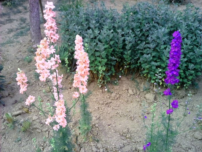 IMG_20150612_190204 - Florile mele