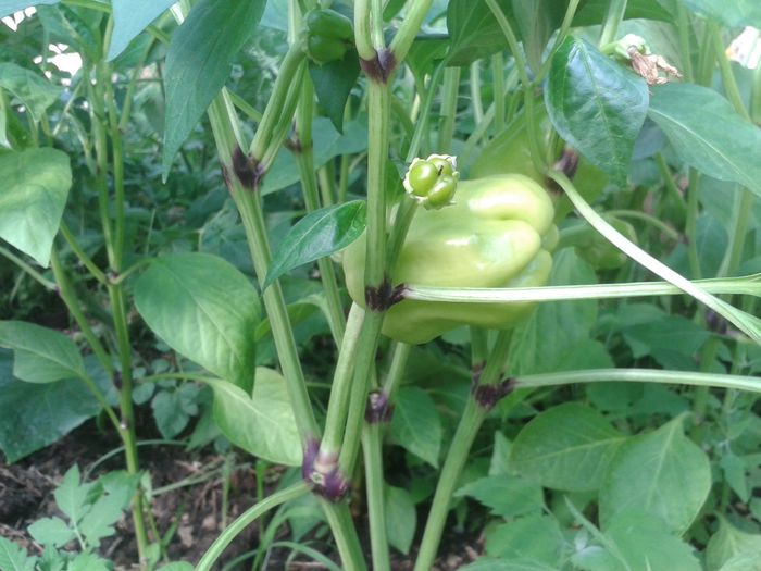 20150604_183706 - walipini