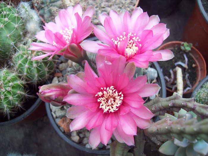 Gymnocalycium baldianum