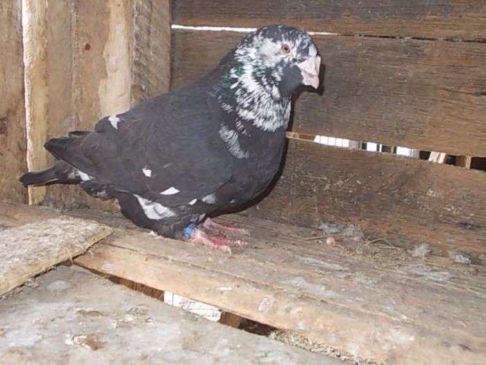 mascul 2014 - Porumbei americani arhiva