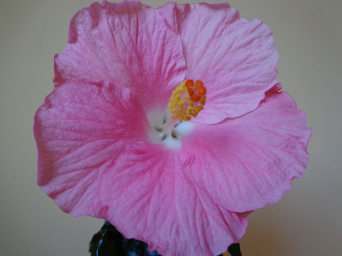 DSC08296 - HIBISCUS  2015