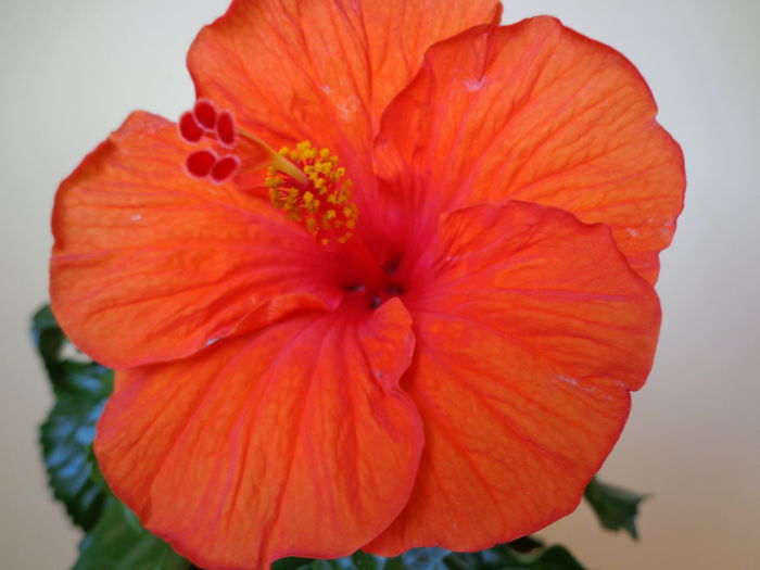 DSC08300 - HIBISCUS  2015