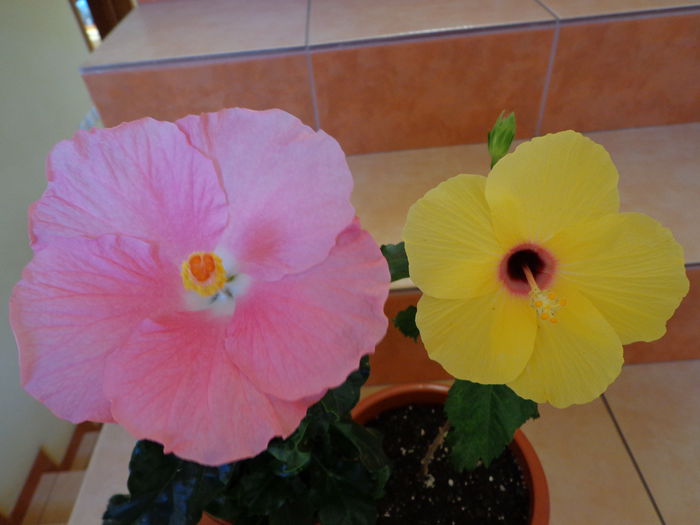 DSC08306 - HIBISCUS  2015
