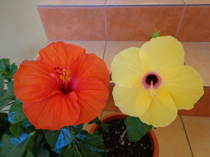 DSC08307 - HIBISCUS  2015