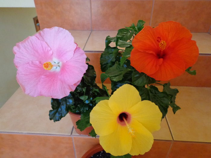 DSC08308 - HIBISCUS  2015