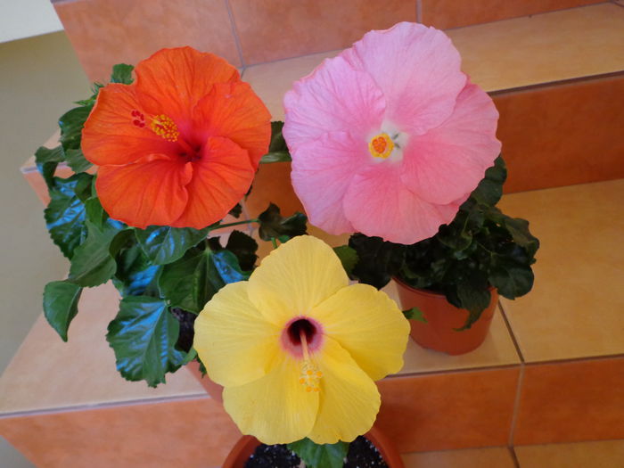 DSC08310 - HIBISCUS  2015