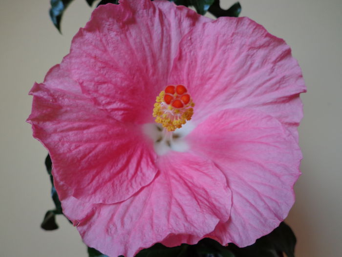 DSC08340 - HIBISCUS  2015