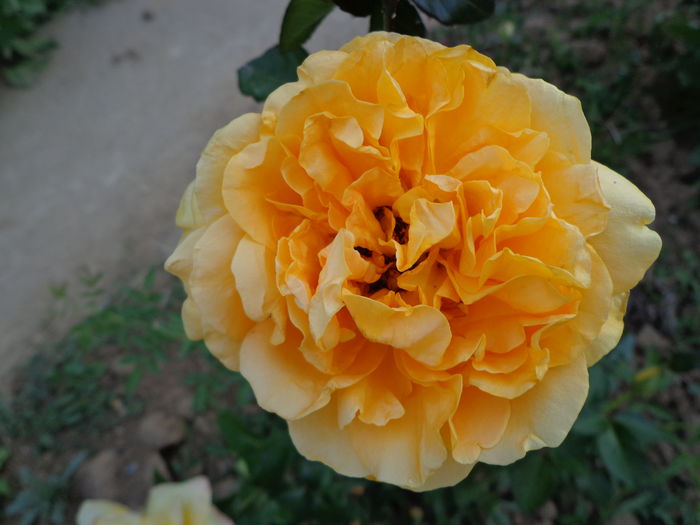 DSC08358 - Flori de trandafiri 2015
