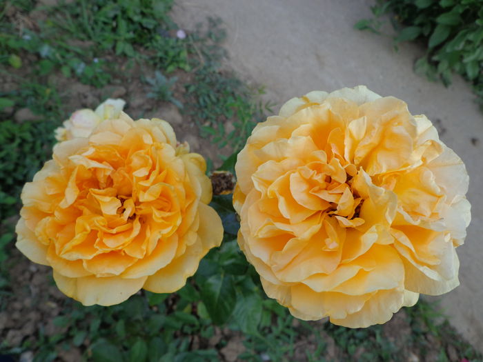 DSC08360 - Flori de trandafiri 2015