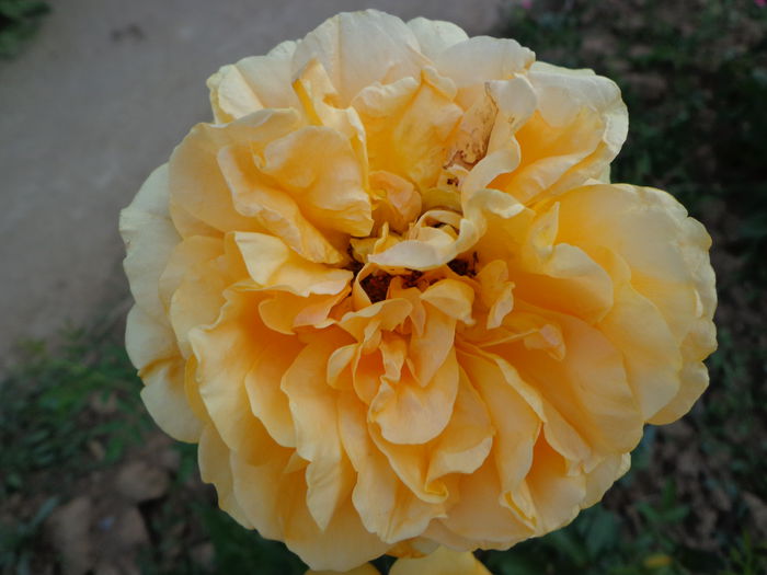 DSC08359 - Flori de trandafiri 2015