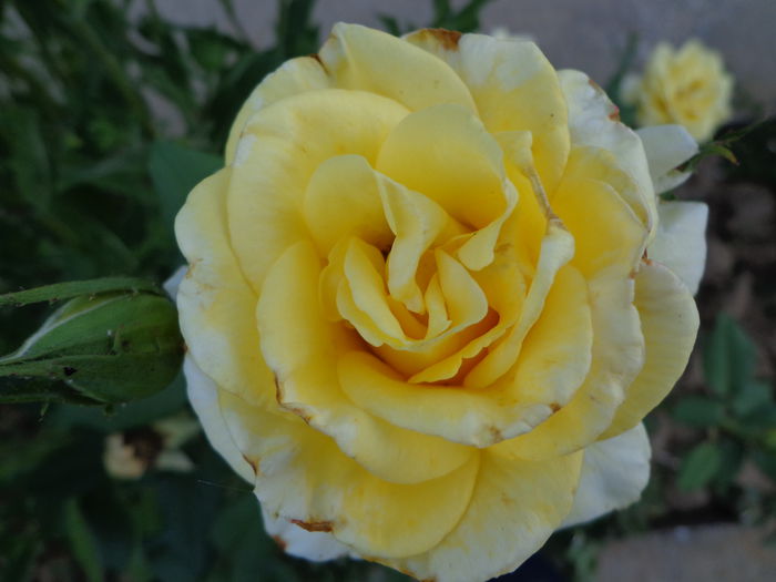 DSC08365 - Flori de trandafiri 2015