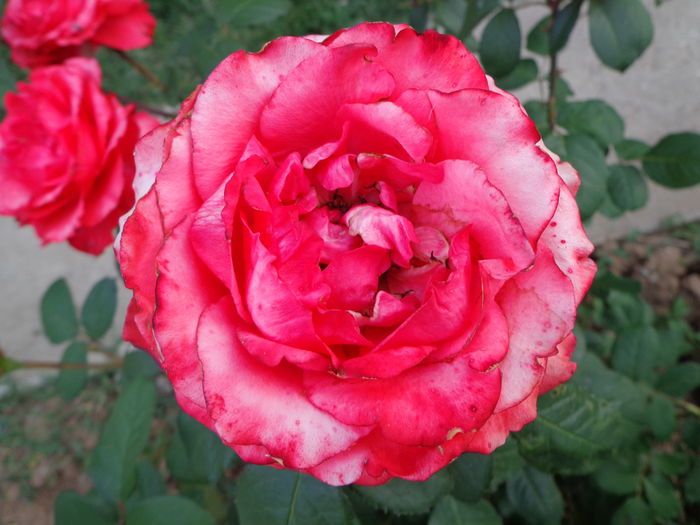 DSC08361 - Flori de trandafiri 2015