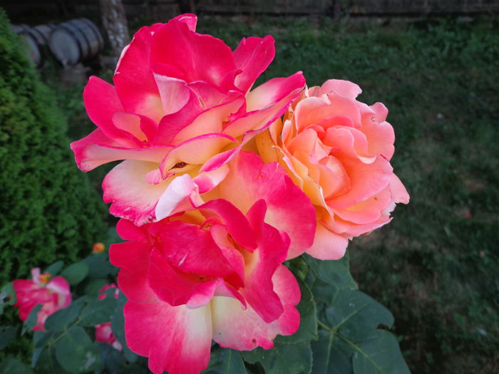 DSC08363 - Flori de trandafiri 2015