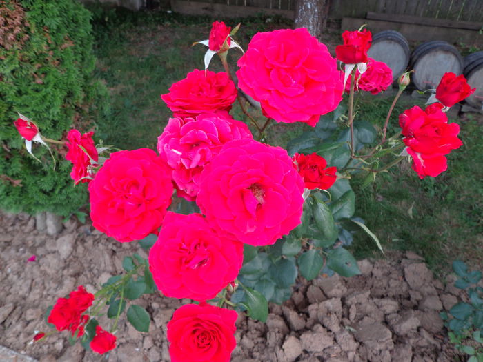 DSC08362 - Flori de trandafiri 2015