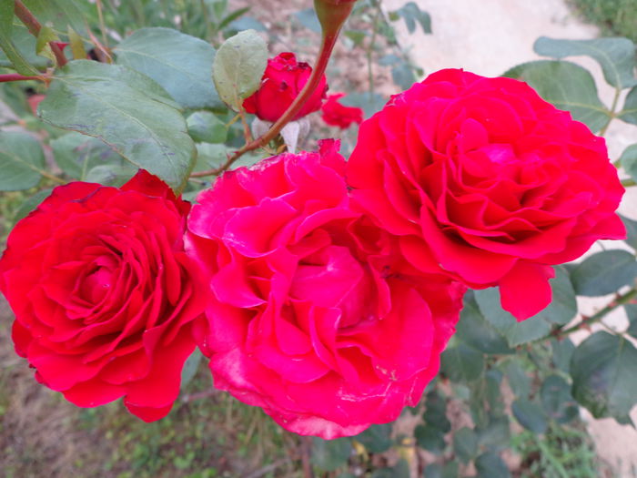 DSC08370 - Flori de trandafiri 2015
