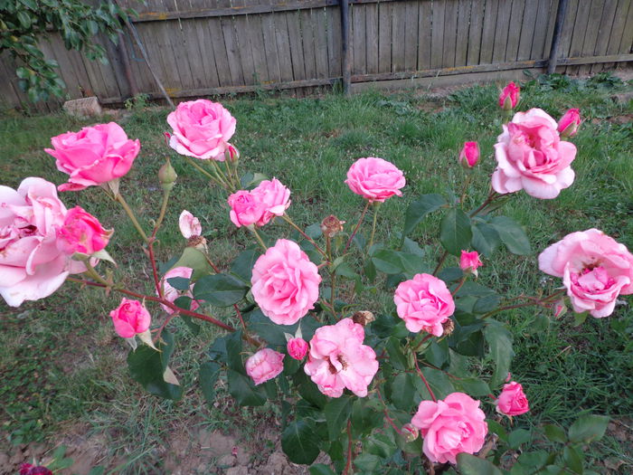 DSC08372 - Flori de trandafiri 2015