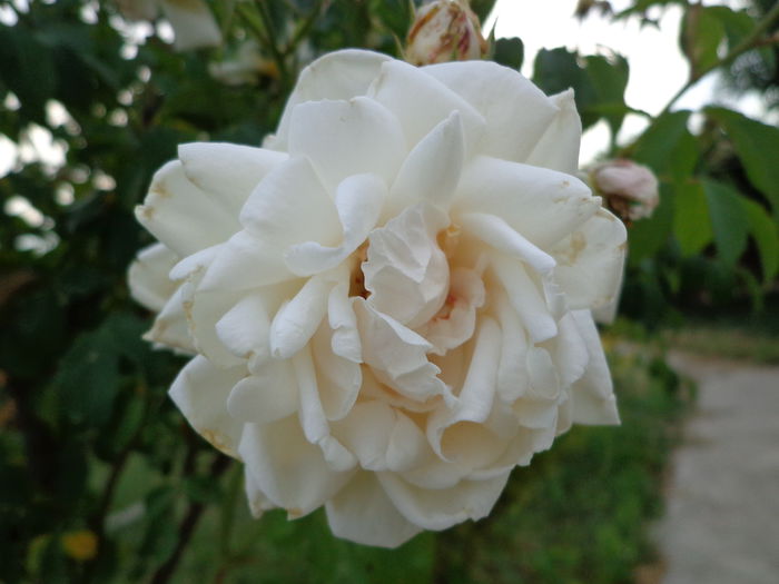 DSC08373 - Flori de trandafiri 2015