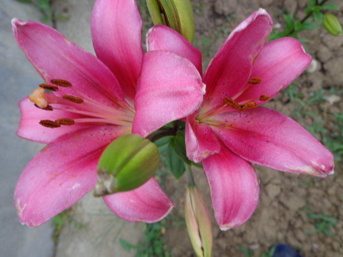 DSC08346