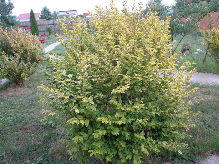 DSC08374