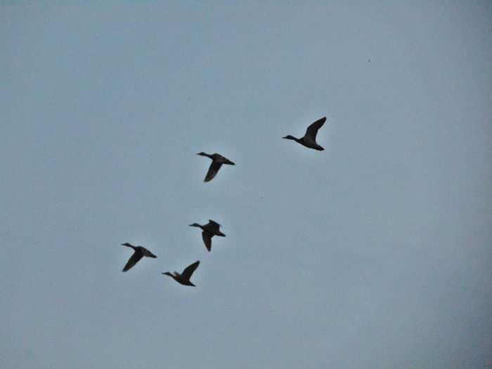 rate salbatice - Diverse animale si pasari