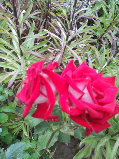 Osiria - Trandafiri 2015