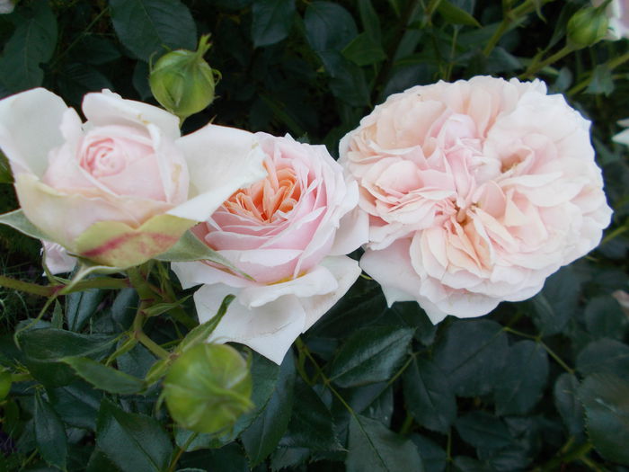 DSCN5011 - Garden of Roses