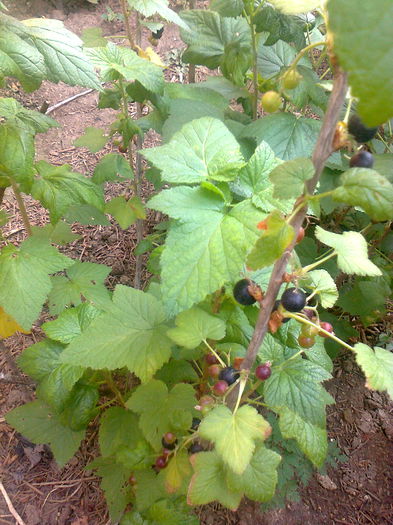 Coacaz negru " Tiben " , 12.06.2015 - Gradina mea