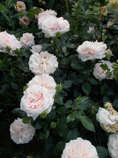 DSCN5261 - Garden of Roses