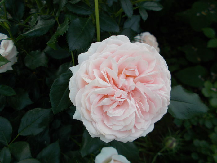 DSCN5263 - Garden of Roses