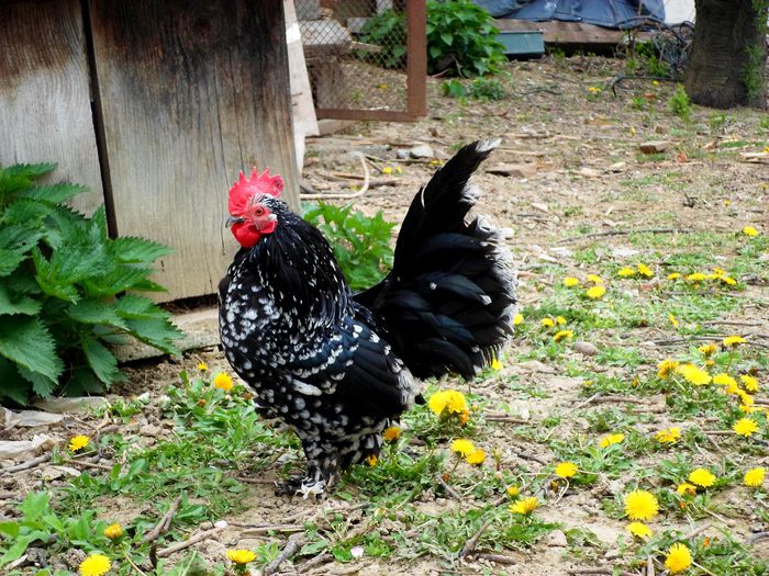 Miideflori negru bobat cu alb - I - Mii de flori 2016