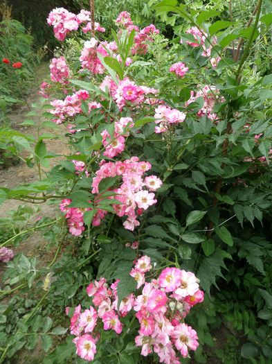 Dorothy Perkins rambling