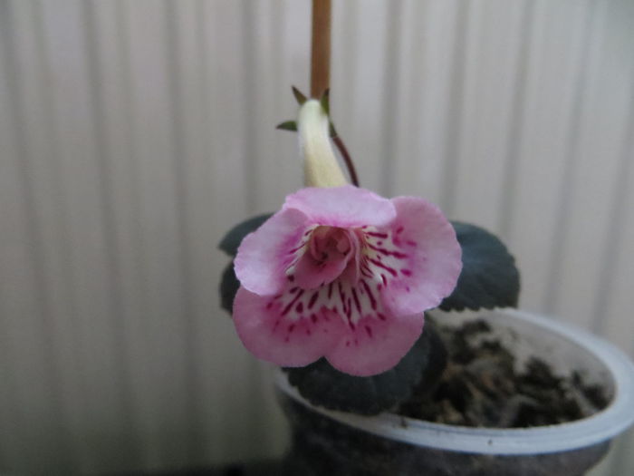  - mini sinningii 2015