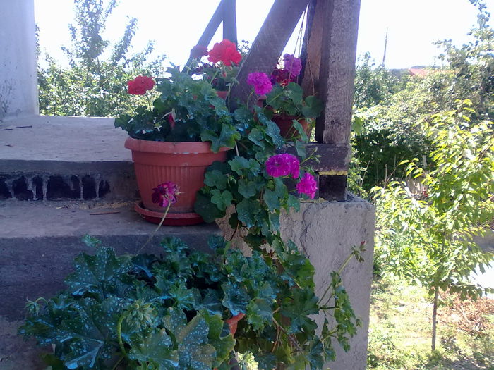 La soledad 5504 - flori diverse2015