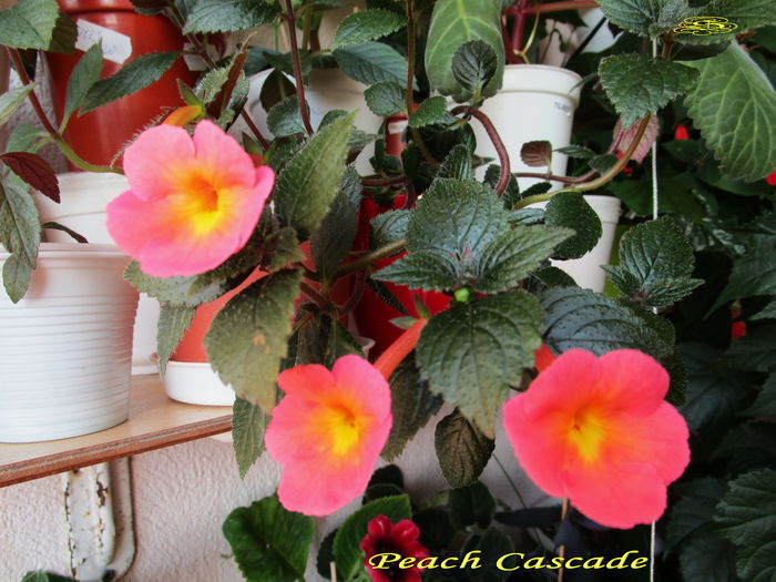 Peach Cascade (13-06-2015) - Achimenesi 2015