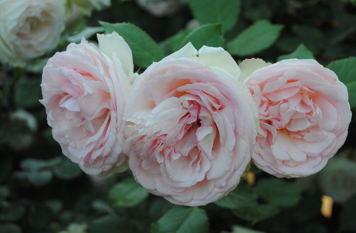 Eden Rose - 2015 trandafiri -II