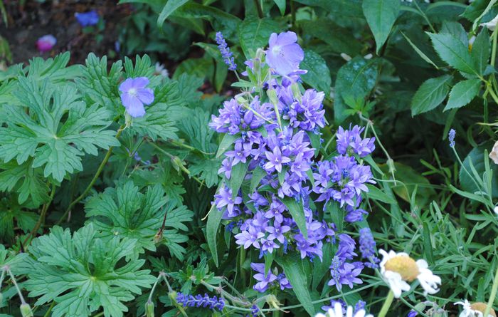 campanula glomerata - 2015 plantele mele