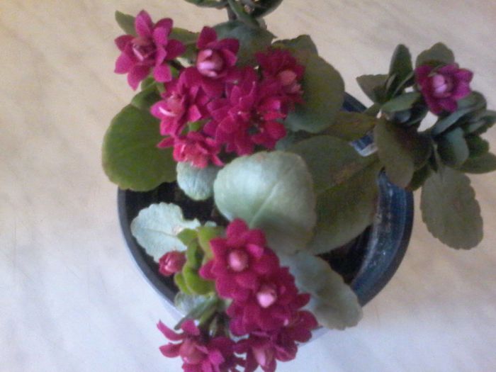 20150613_084006 - cresa de Kalanchoe