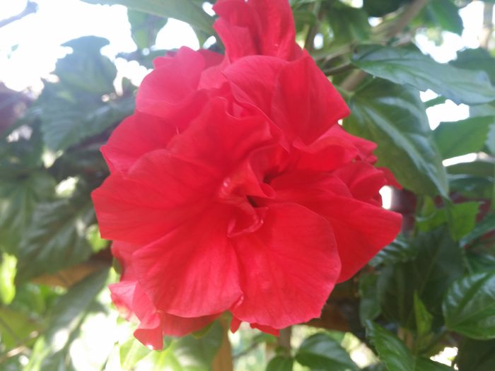 Classic rosu - hibiscus