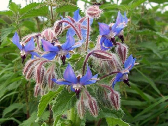 limba-mielului borago officinalis