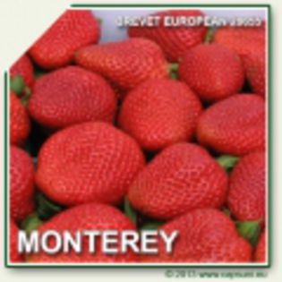 500X500_MONTEREY-120x120 - comenzi toamna2015 stoloni FRIGO si PROASPETiO