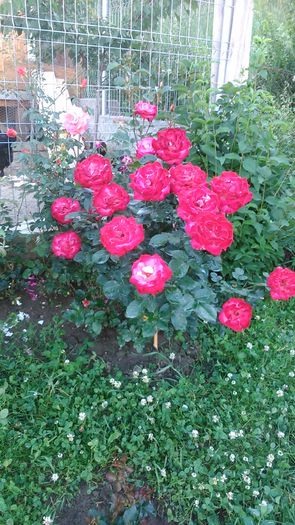 DSC_1206 - TRANDAFIRI 2015 I