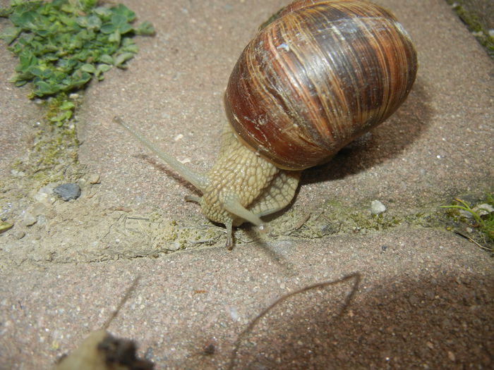 Garden Snail. Melc (2015, April 30)