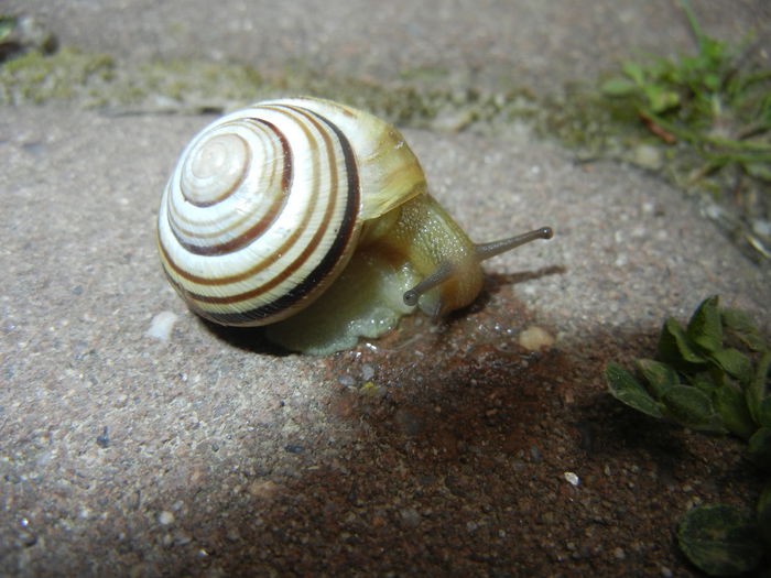 Garden Snail. Melc (2015, April 30)
