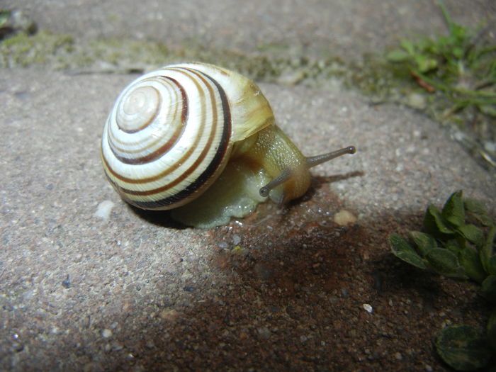 Garden Snail. Melc (2015, April 30) - SNAILS_Melci