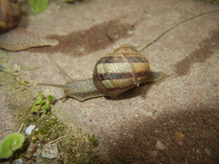 Garden Snail. Melc (2015, April 30)