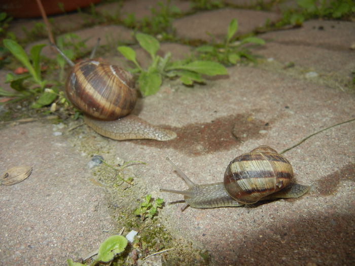 Garden Snail. Melc (2015, April 30)