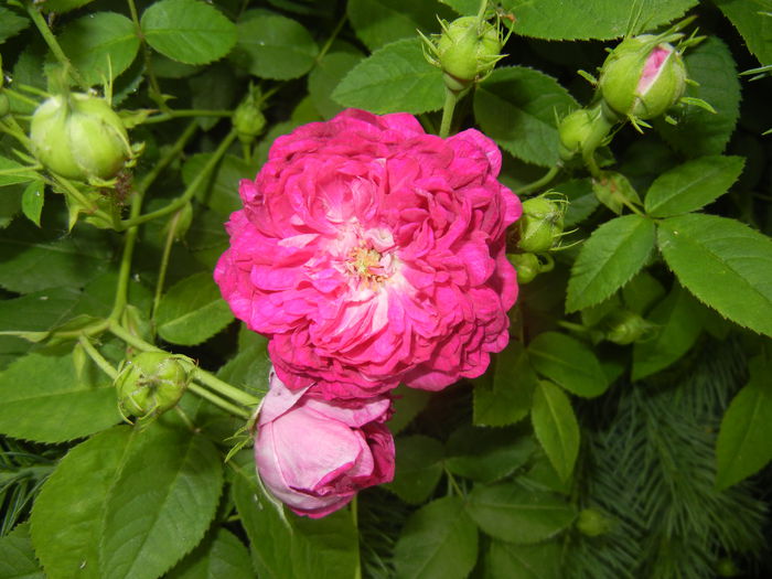 Rosa damascena (2015, May 16)